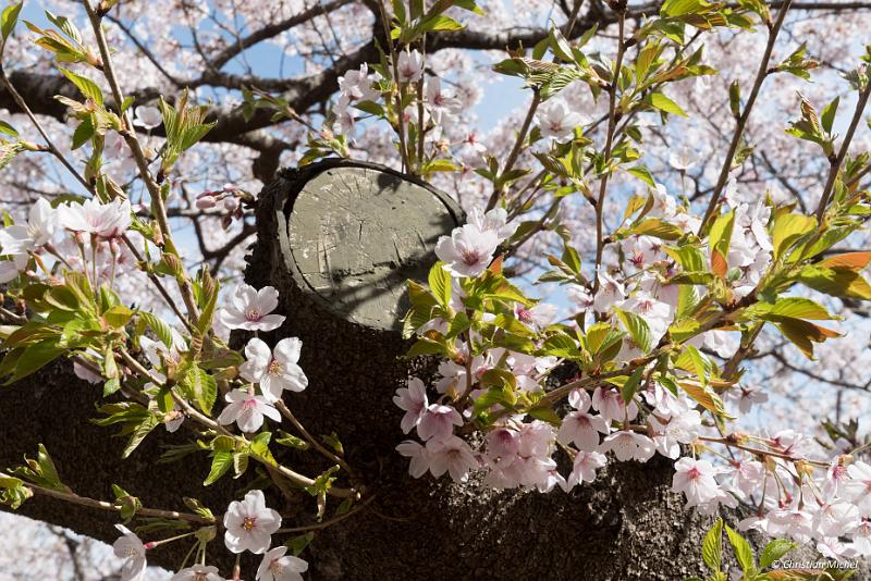 foto_20190420_1359_01_LR.jpg - cmichel@ballonspass.de