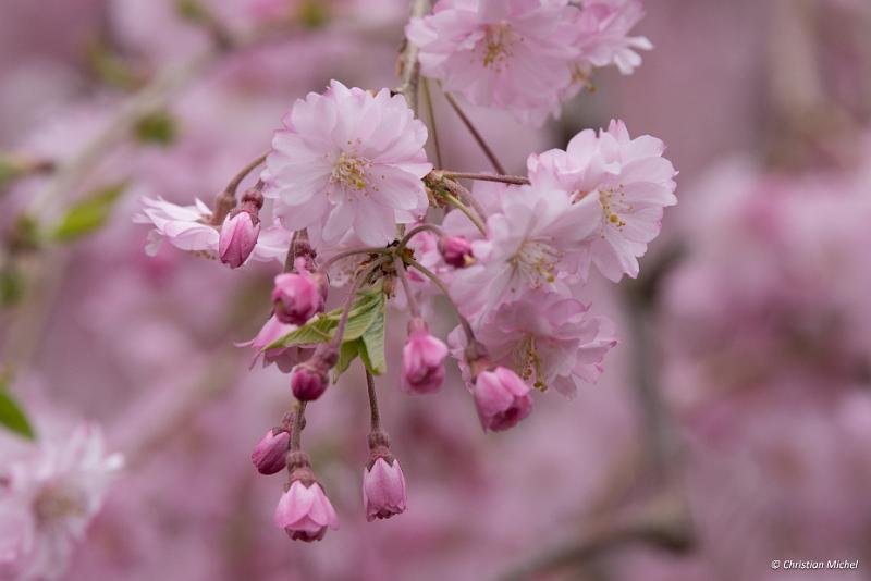 foto_20190424_1316_01_LR.jpg - cmichel@ballonspass.de