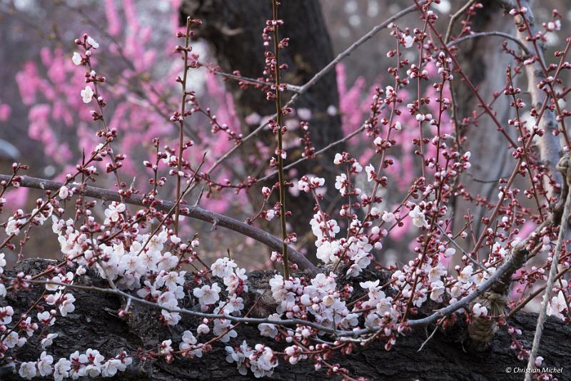 foto_20190425_1745_03_LR.jpg - cmichel@ballonspass.de